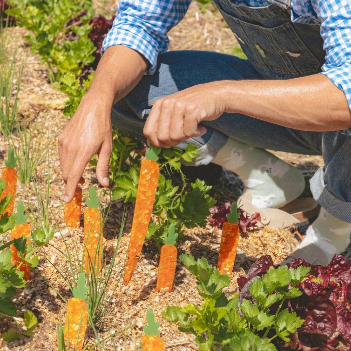 Règle Carotte Coucou Suzette