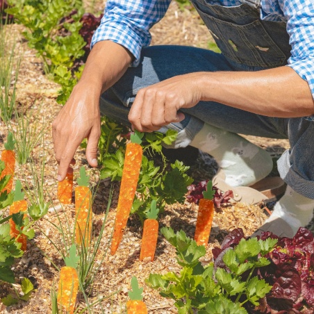 Règle Carotte Coucou Suzette