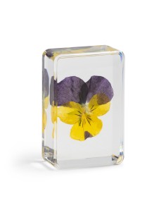Fleur de Pensée violette &Klevering