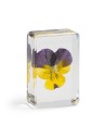 Fleur de Pensée violette &Klevering