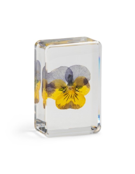 Fleur de Pensée violette &Klevering