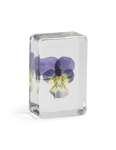 Fleur de Pensée violette &Klevering