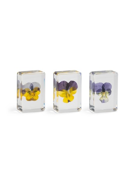 Fleur de Pensée violette &Klevering